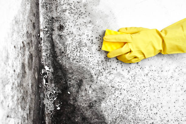 Best Asbestos and Lead Testing During Mold Inspection  in Fillmore, UT