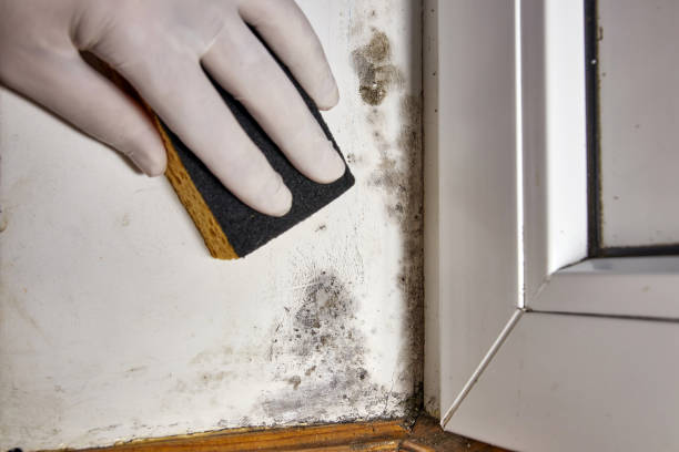 Best Mold Remediation for Healthcare Facilities  in Fillmore, UT