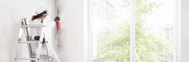Trusted Fillmore, UT Mold Removal Experts